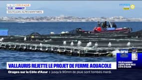Alpes-Maritimes: les élus de Vallauris votent symboliquement contre le projet de ferme aquacole