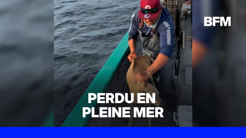 Mexique: des pêcheurs sauvent un chien perdu au milieu de l'océan