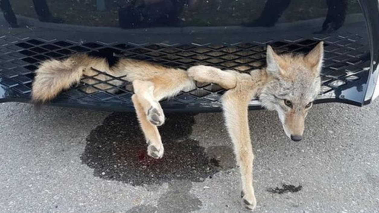 Ce coyote aurait parcouru 35 km pris dans la calandre du véhicule avant que le conducteur ne remarque sa présence. Ce coyote aurait parcouru 35 km pris dans la calandre du véhicule avant que le conducteur ne remarque sa présence.