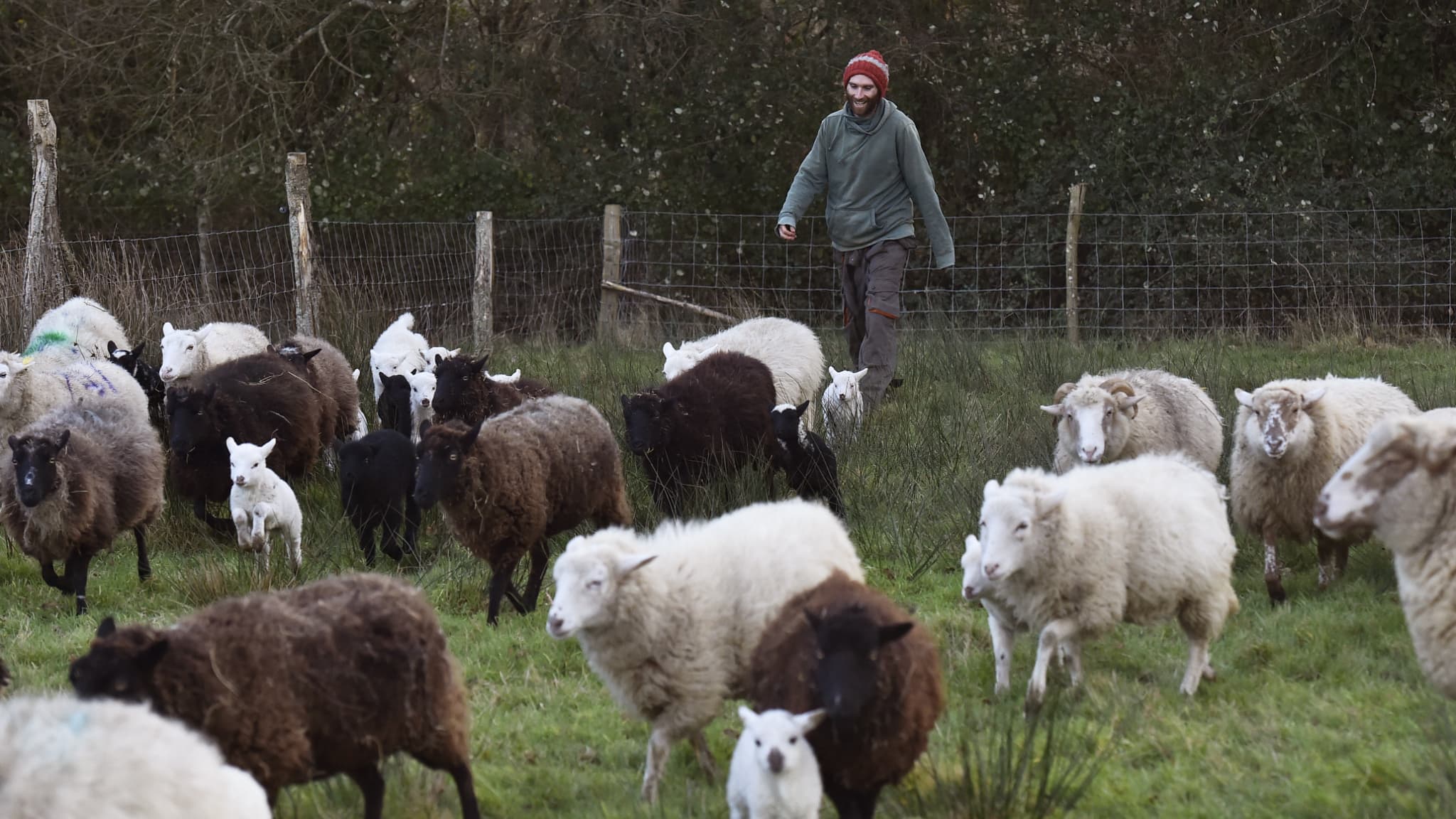 Un zadiste s'occupant d'un troupeau de moutons sur la ZAD en janvier 2018