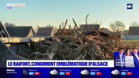Le raifort, condiment emblématique de l'Alsace