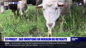 St-Priest : des moutons en maison de retraite