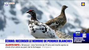 Écrins: recenser le nombre de perdrix blanche, une espèce de plus en plus rare