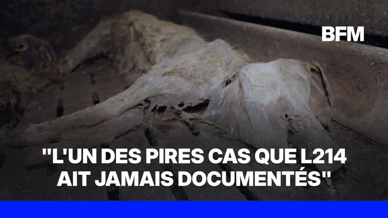 Plus de 300 cadavres de cochons découverts dans un élevage: une enquête est ouverte