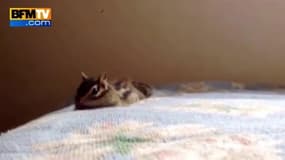 Un petit écureuil de Corée s'étire avant de commencer la journée