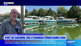 Port de Saverne: des cyanobactéries présentes dans l'eau vont être analysées