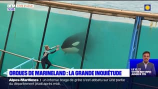 Marineland: la grande inquiétude après la reprise des spectacles avec les orques