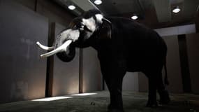 Koshik, un éléphant du zoo d'Everland, en Corée du Sud, est capable d'imiter le langage humain en prononçant plusieurs mots de coréen, indiquent des chercheurs de l'université de Vienne. En enfonçant sa trompe dans sa bouche pour former les sons, le pachy