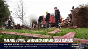 Maladie bovine: les agriculteurs se préparent à reprendre la mobilisation