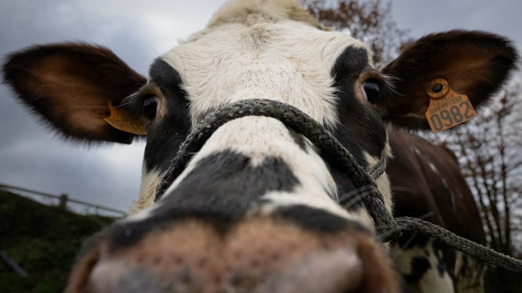 La vache Oreillette, égérie du Salon de l'Agriculture 2024 La vache Oreillette, égérie du Salon de l'Agriculture 2024