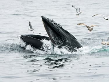Une baleine à bosse, dans le Massachusetts, le 10 mai 2018
