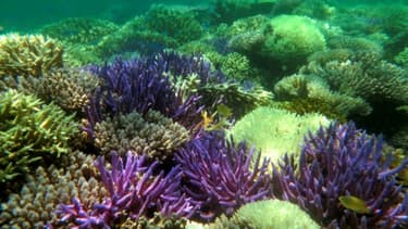 Photo fournie par l''association Pala Dalik qui œuvre en faveur des récifs coralliens, le 19 septembre 2016 à Nouméa en Nouvelle Calédonie