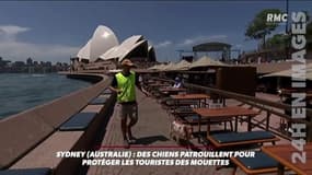 En Australie, des chiens patrouillent pour protéger les touristes... des mouettes