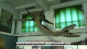 Buenos Aires: un reptile marin vieux de plus de 65 millions d'années exposé au musée