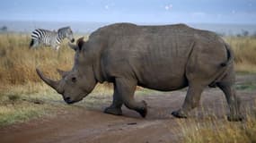 Si l'Afrique du Sud, qui abrite la quasi totalité des derniers rhinocéros du continent, ne parvient pas à inverser la tendance, le nombre de rhinocéros tués par les braconniers pourrait dépasser les 1.000 en 2014 et surpasser ainsi le nombre de naissances