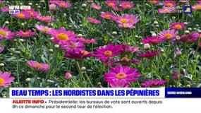 Beau temps: les nordistes dans les pépinières