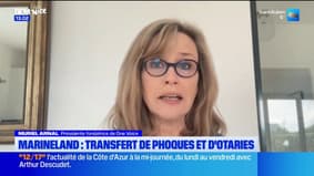 Marineland: interrogations autour du transfert de phoques et d'otaries