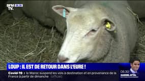 Dans l'Eure, le loup est de retour