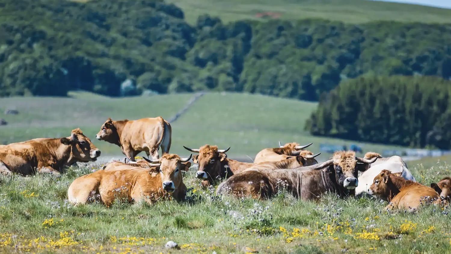 L’emblème de la maison, la vache de race Aubrac