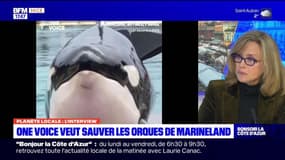 Planète locale du lundi 8 janvier - One Voice veut sauver les orques de Marineland