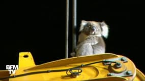 En Australie, les pompiers volent au secours de ce petit koala
