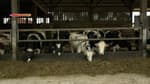 Haute-Loire: la juste suspend 2 mois une antenne relais 4G après la mort de 42 vaches