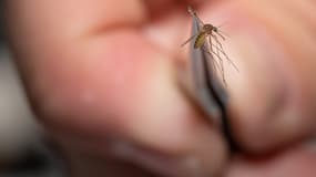 Un moustique, tenu par l'entomologiste Matthew Vanderpool, lors de tests portant notamment sur le virus du Nil de l'Ouest, et sur l'encéphalite équine de l'Est, à Louisville, dans le Kentucky, aux États-Unis, le 25 août 2021