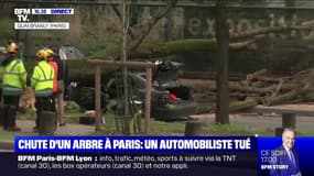 Un automobiliste tué par la chute d'un arbre à Paris