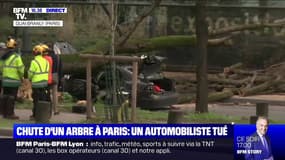 Un automobiliste tué par la chute d'un arbre à Paris