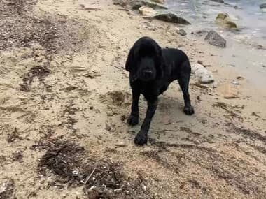 Les chiens sont autorisés sur une plage de Vallauris (Alpes-Maritimes).