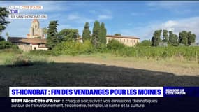 Île Saint-Honorat: les vendanges se terminent avec dix jours d'avance