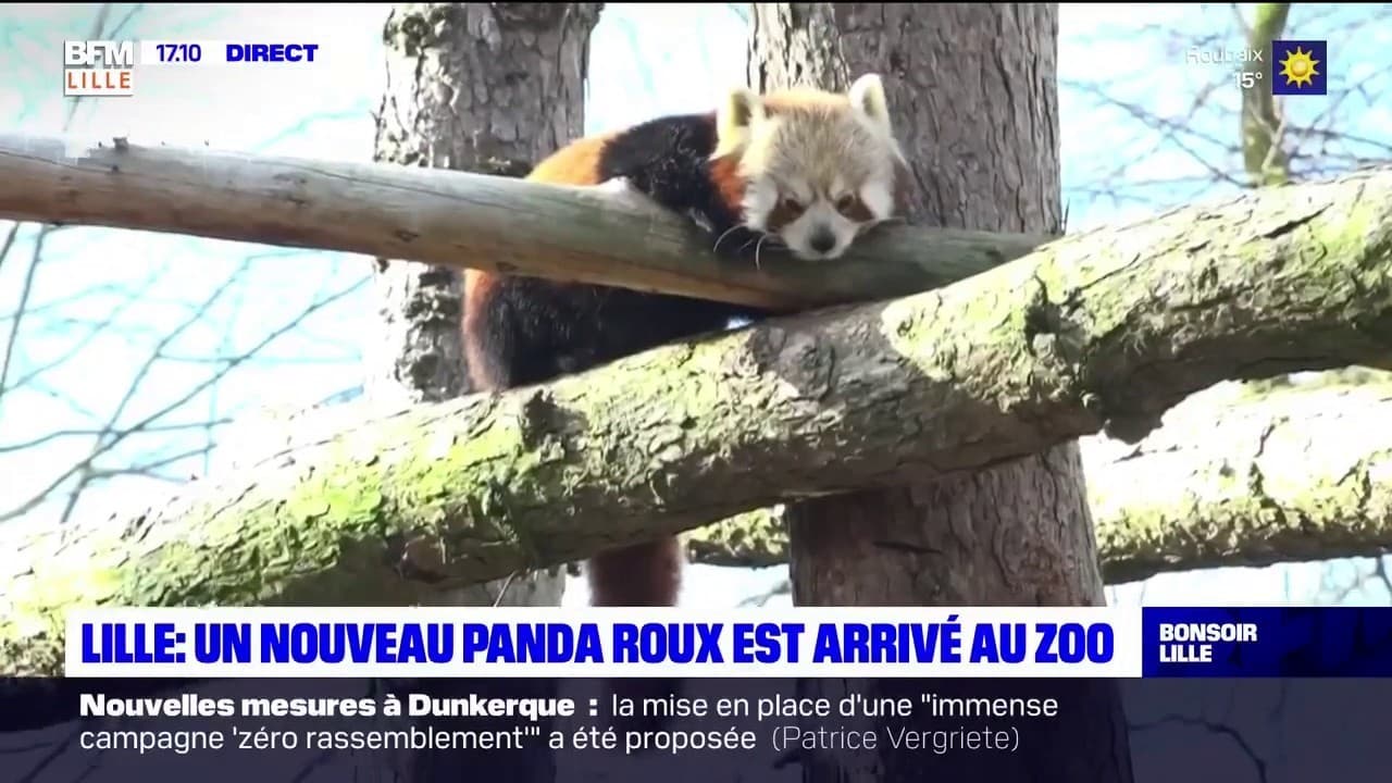 Lille un nouveau panda  roux  est arriv  au zoo