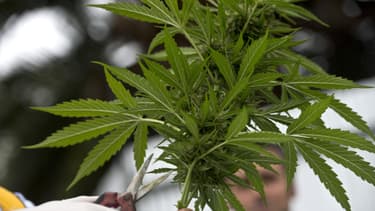 Plante de cannabis