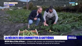 Alpes-Maritimes: la saison des courgettes touche à sa fin à Gattières