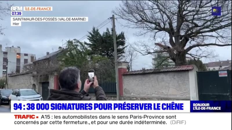 Saint-Maur-des-Fossés: 39.000 signatures pour préserver un chêne
