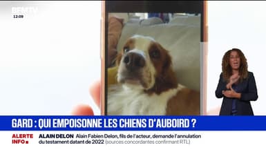 "Il s'est effondré": des chiens meurent après avoir été empoisonnés dans le Gard