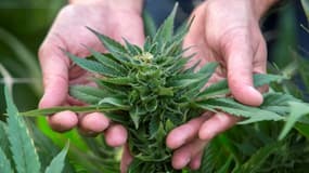 Le Pérou a légalisé le cannabis thérapeutique.
