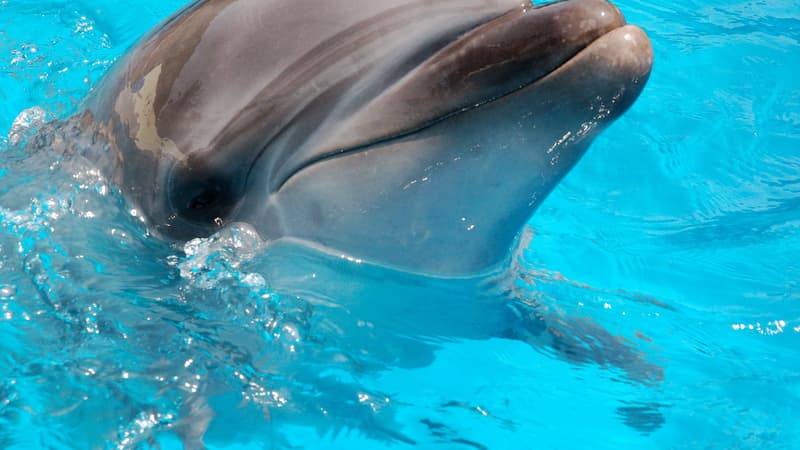 Richard O'Barry, ancien dresseur de la série Flipper devenu défenseur des dauphins en liberté et connu pour sa lutte contre la chasse de ces cétacés au Japon, était retenu ce mercredi à Tokyo par les services d'immigration, a annoncé son ONG - Mercredi 20 janvier 2016