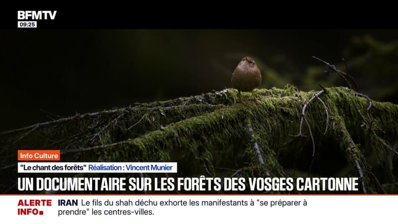 "Le chant des forêts": le succès surprise d'un documentaire sur la nature des Vosges