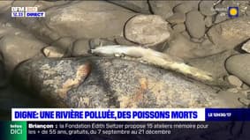 Digne-les-Bains: une rivière polluée accidentellement, des centaines de poissons retrouvés morts