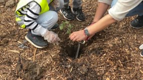 Des élèves de maternelle ont plus une centaine d'arbres au Parc de la Plaine du Var, à Nice. 