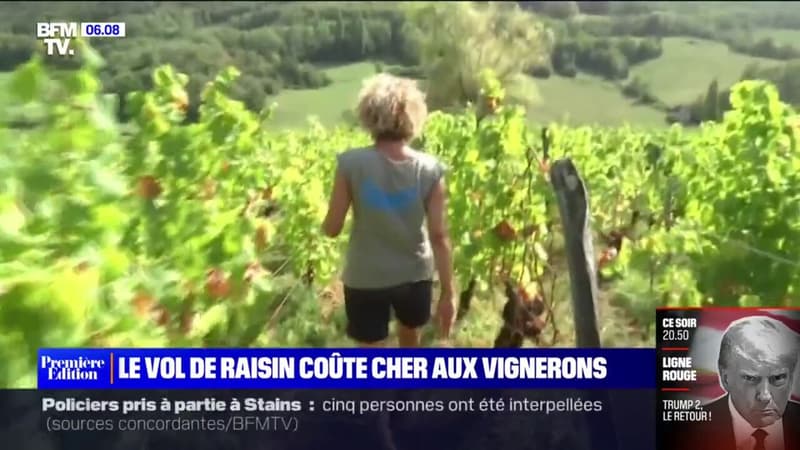 Jura: deux tonnes de raisin volées à une vigneronne, une ampleur inédite dans la région