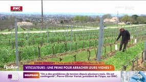 Viticulteurs: une prime pour arracher leurs vignes? 