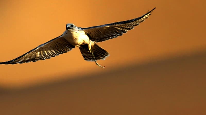 Un faucon en vol aux Emirats arabes unis (illustration)