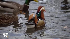 À Central Park, ce canard est devenu une attraction touristique