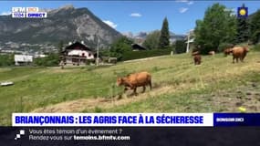 Hautes-Alpes: les agriculteurs font face à la sécheresse
