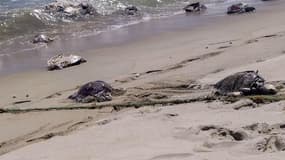 Les tortues ont été découvertes sur la plage et en mer, prises dans des filets