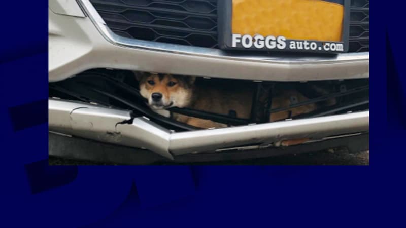 Le chien coincé dans le pare-choc de la voiture survit miraculeusement.