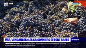 Vendanges: les saisonniers se font rares dans le Var