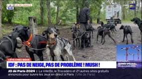 L'été chez nous: une promenade en chiens de traîneaux en plein été à Fontainebleau